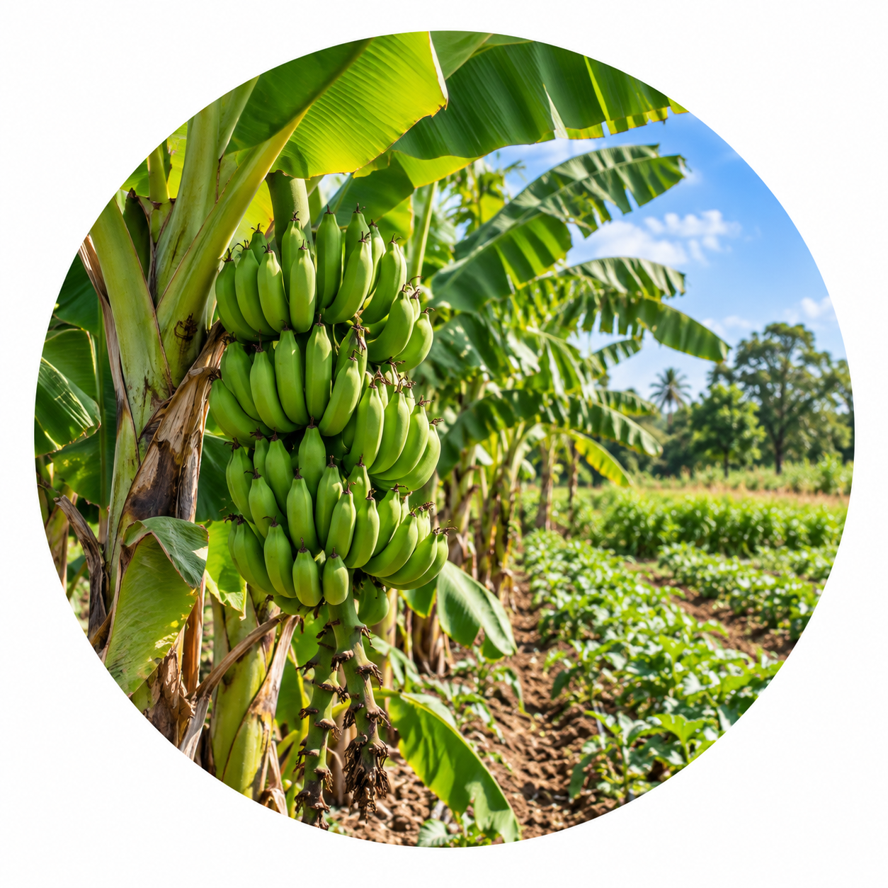 Horticulture - banana plantation