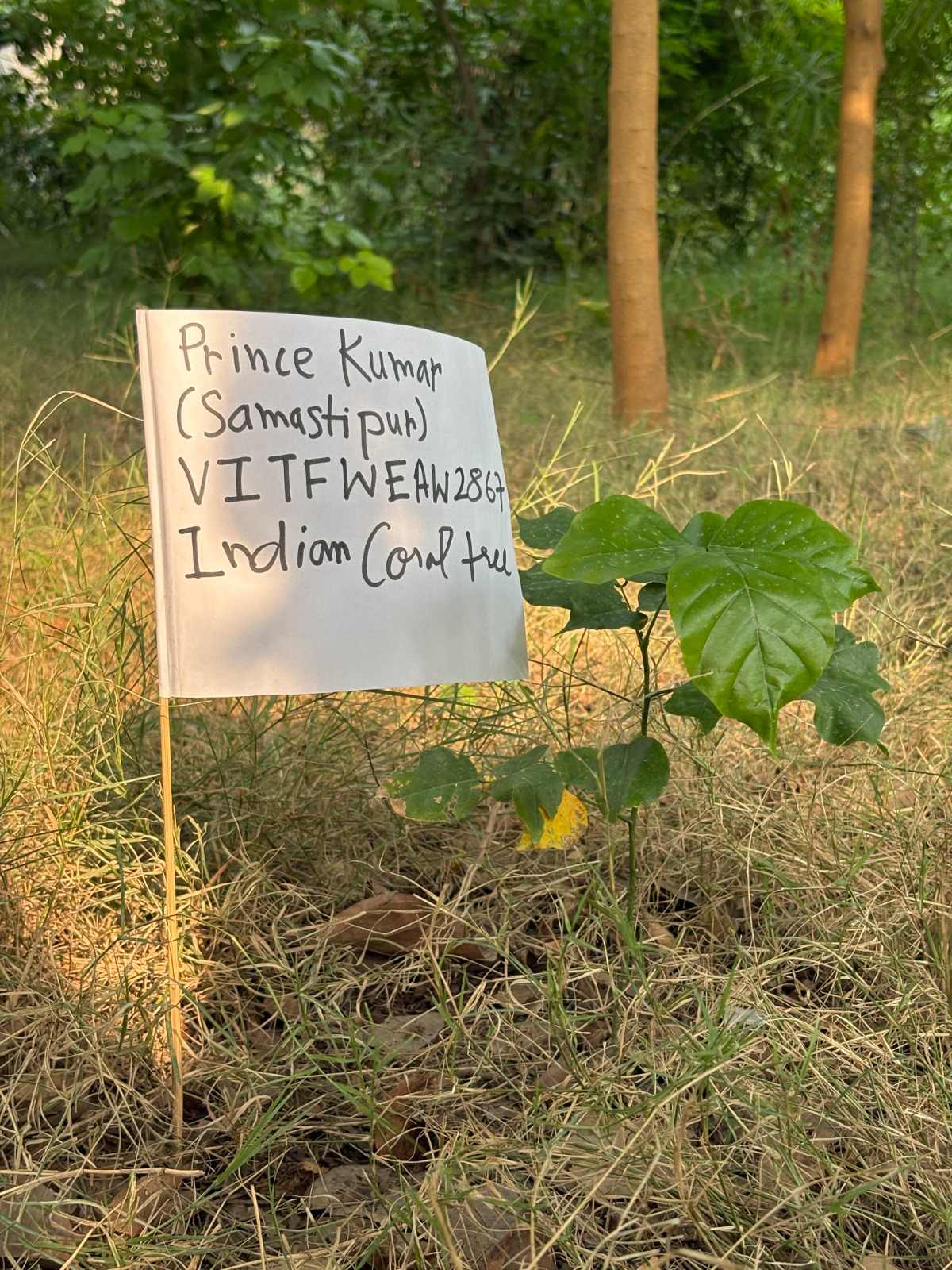 Plantation drive