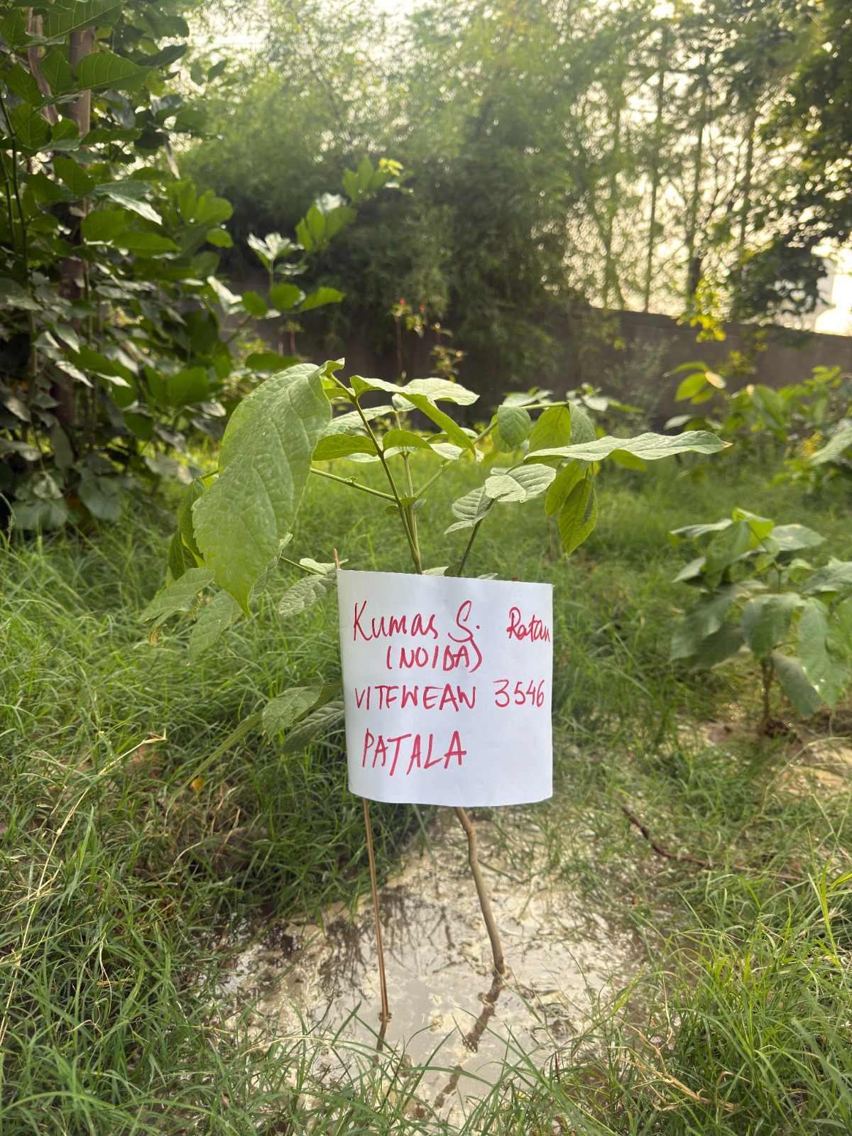 Plant a tree in your name